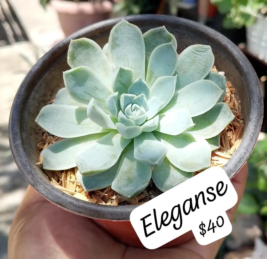Eleganse