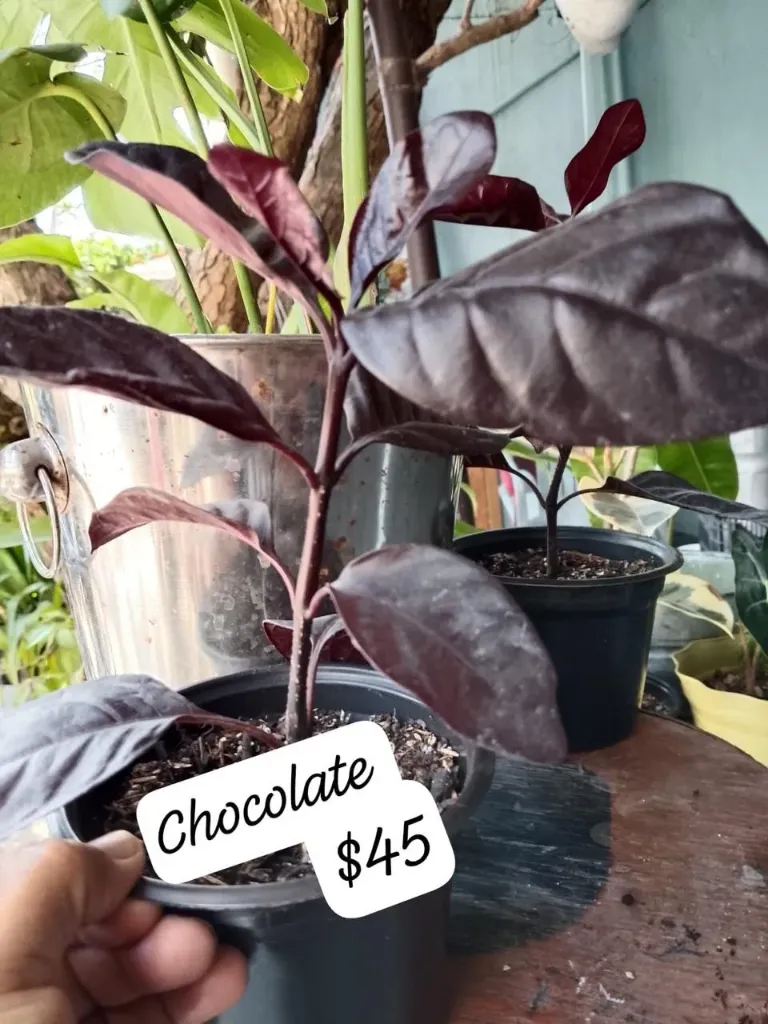 Planta chocolate