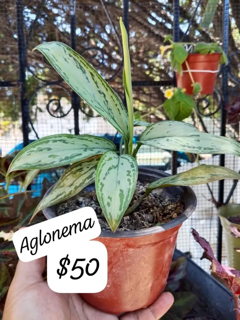 Aglonema