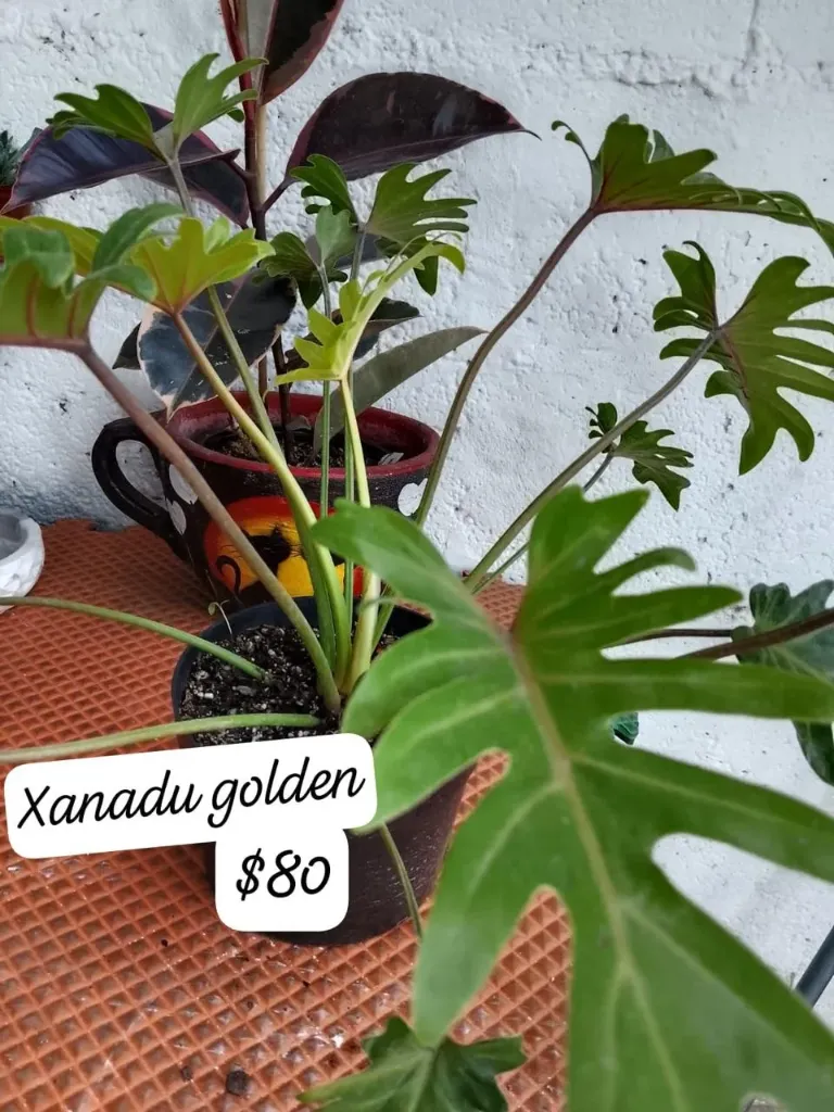 Xandy Golden