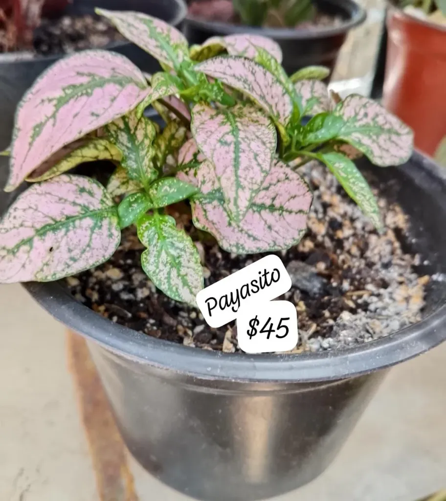 Payasito
