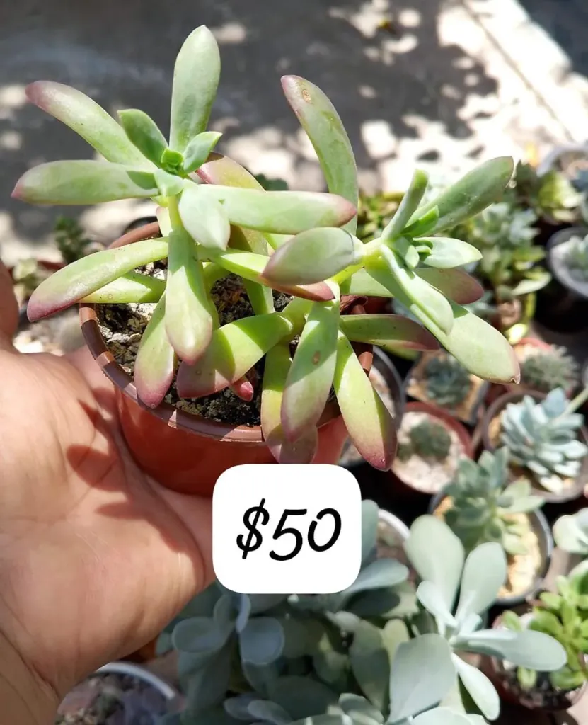 Suculenta